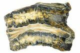 Mammoth Molar Slice with Case - South Carolina #165081-1